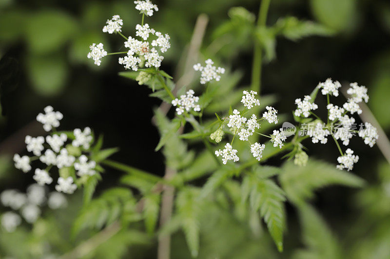 牛欧芹(Anthriscus sylvestris)细节